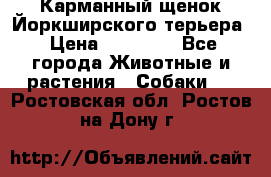 Карманный щенок Йоркширского терьера › Цена ­ 30 000 - Все города Животные и растения » Собаки   . Ростовская обл.,Ростов-на-Дону г.